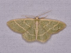 Chlorochlamys chloroleucaria