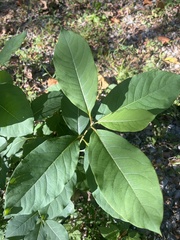 Oxydendrum arboreum