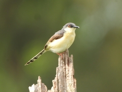 Prinia socialis