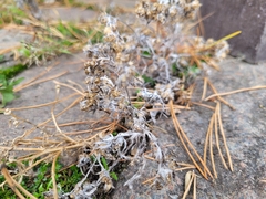 Gnaphalium uliginosum