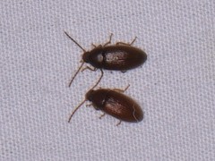 Hymenorus