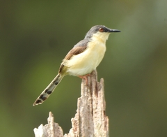 Prinia socialis