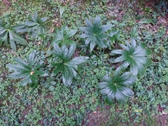 Helleborus cyclophyllus
