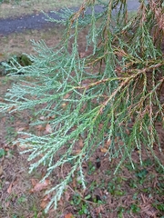 Sequoiadendron giganteum