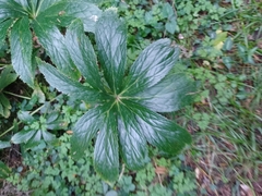 Helleborus cyclophyllus