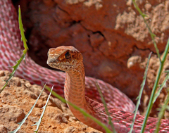 Masticophis flagellum piceus