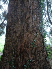 Sequoiadendron giganteum
