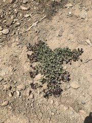 Aristolochia