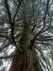 Sequoiadendron giganteum