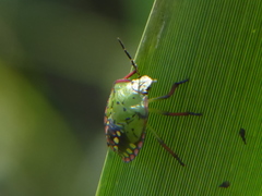 Nezara viridula