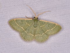 Chlorochlamys phyllinaria