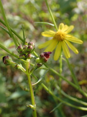 Scrophularia auriculata