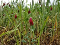 Trifolium incarnatum
