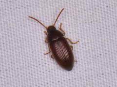 Hymenorus