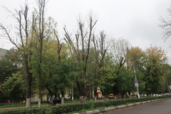 Agrilus planipennis