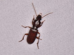 Stenomorphus californicus