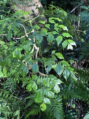 Radermachera sinica