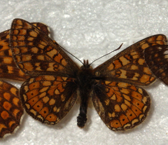 Euphydryas aurinia