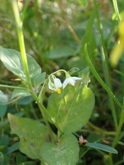 Solanum nigrum