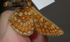 Euphydryas aurinia