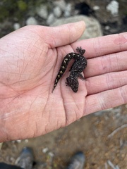 Christinus marmoratus