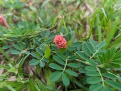 Indigofera hendecaphylla