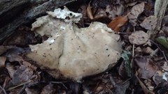Fungi
