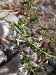 Clinopodium