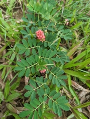 Indigofera hendecaphylla