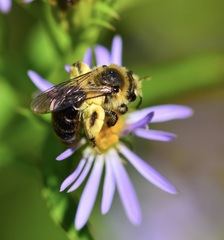 Andrena asteris