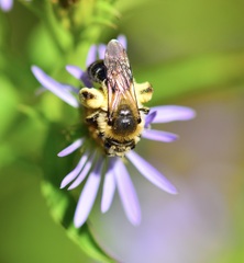Andrena asteris