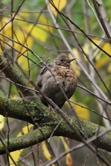 Turdus merula