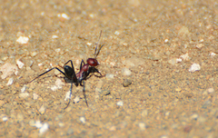 Cataglyphis nodus