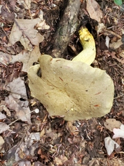 Retiboletus
