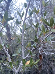 Cercocarpus ledifolius