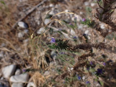 Echium vulgare pustulatum