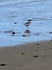 Calidris alba