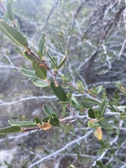 Cercocarpus ledifolius