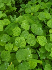 Malvaviscus arboreus