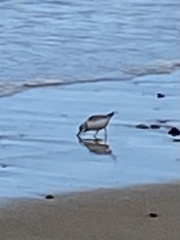 Calidris alba