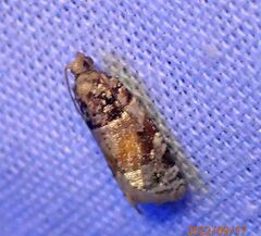 Argyrotaenia kimballi