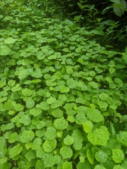 Malvaviscus arboreus