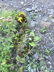 Hypericum montanum