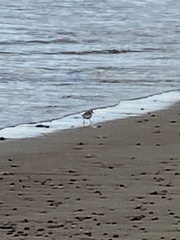 Calidris alba