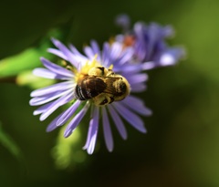 Andrena asteris