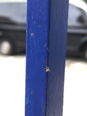 Parasteatoda tepidariorum