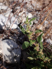 Parietaria judaica