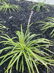 Liriope muscari