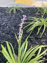 Liriope muscari
