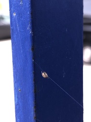 Parasteatoda tepidariorum